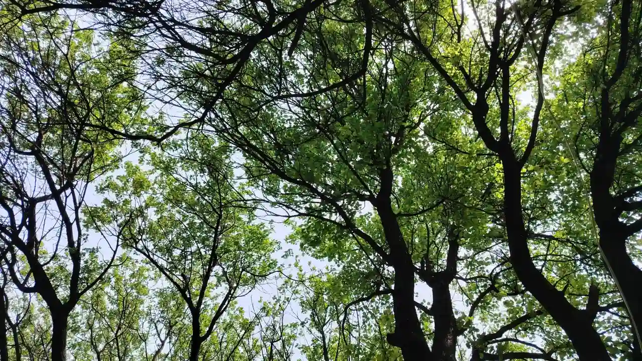 黑桃tnvm3u8官网最新版本高清影视播放新选择